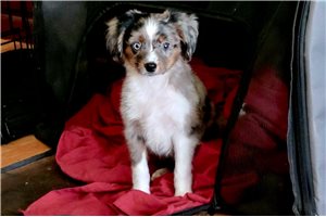 Boomer - Miniature Australian Shepherd for sale