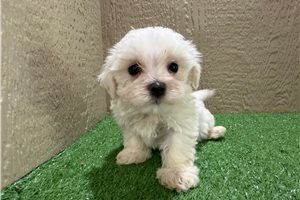 Frankie - Maltese for sale