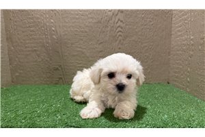Flynn - Maltese for sale