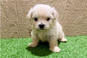 Flynn - puppy for sale