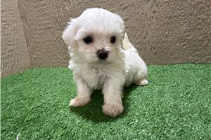 Frankie - Maltese for sale
