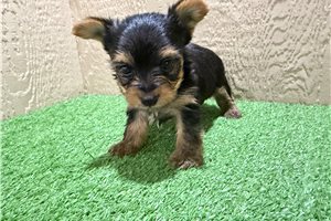 Garrett - puppy for sale