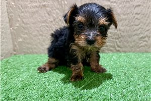 Glen - Yorkshire Terrier - Yorkie for sale