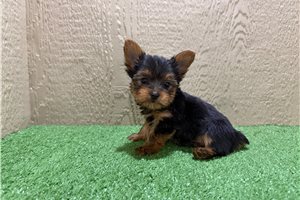 Grayson - Yorkshire Terrier - Yorkie for sale