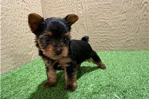 Grayson - puppy for sale