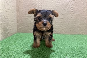 Glen - Yorkshire Terrier - Yorkie for sale
