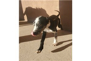 Hoku - Catahoula Leopard Dog for sale