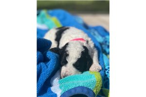 Mercedes - Bernedoodle for sale