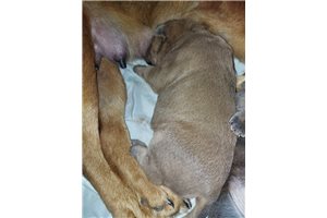 Devlin - Mixed/Other for sale