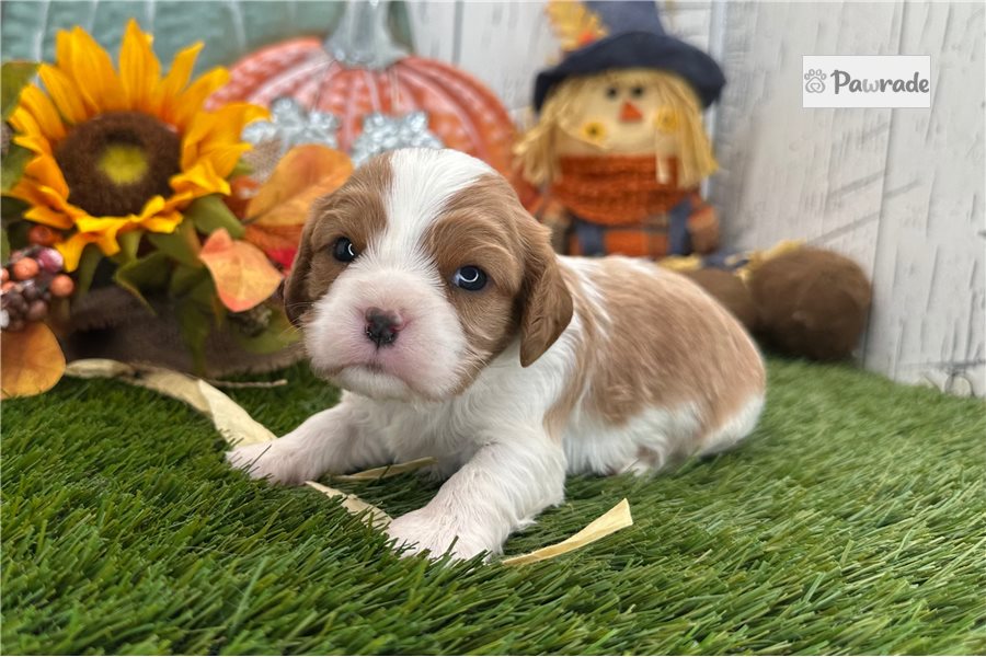 Tori - Cavalier King Charles Spaniel for sale