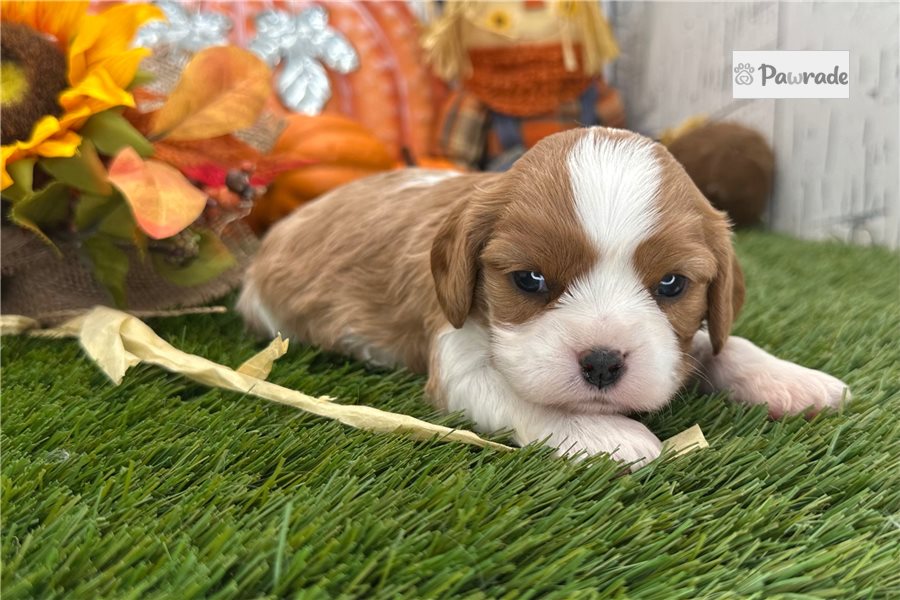 Trixie - Cavalier King Charles Spaniel for sale