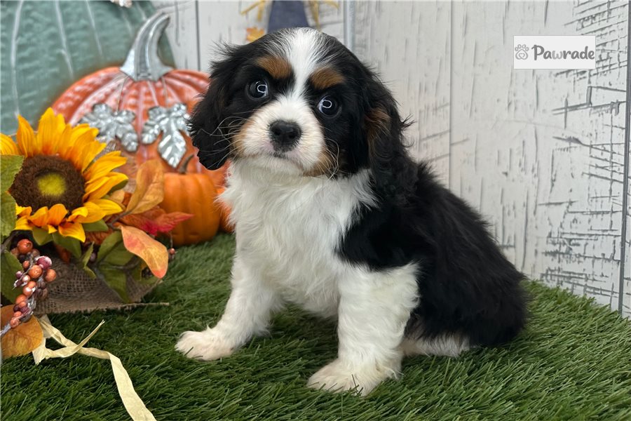 Quincy - Cavalier King Charles Spaniel for sale
