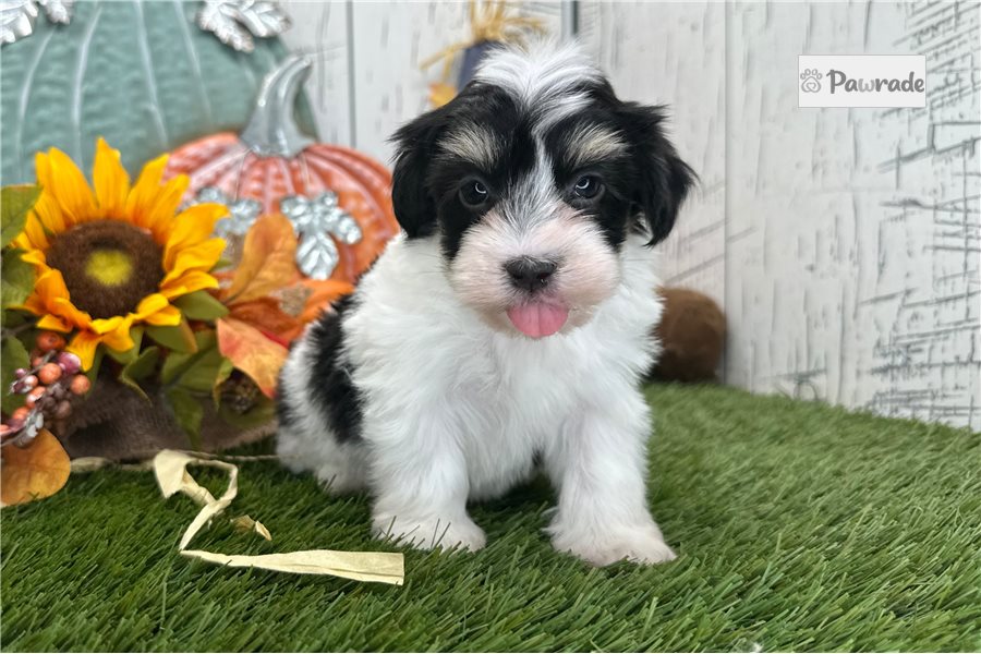 Malachi - Havanese for sale