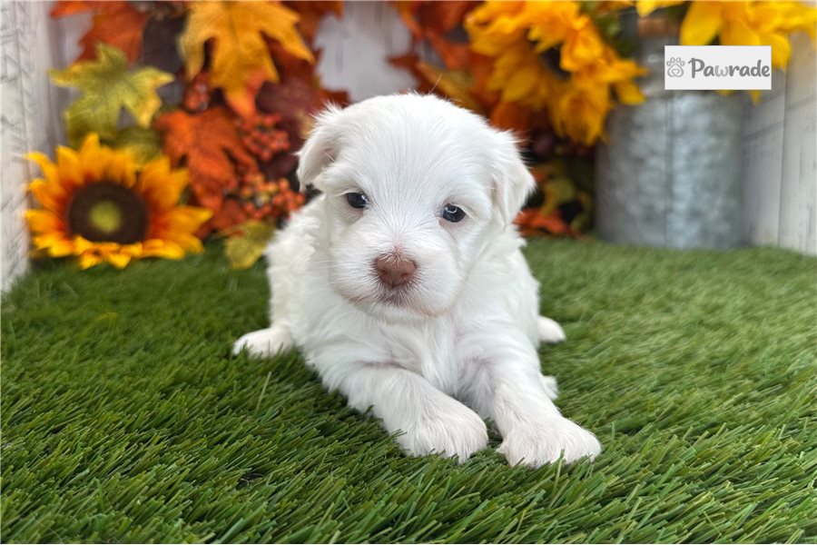 Brolin, male Havanese puppy for sale