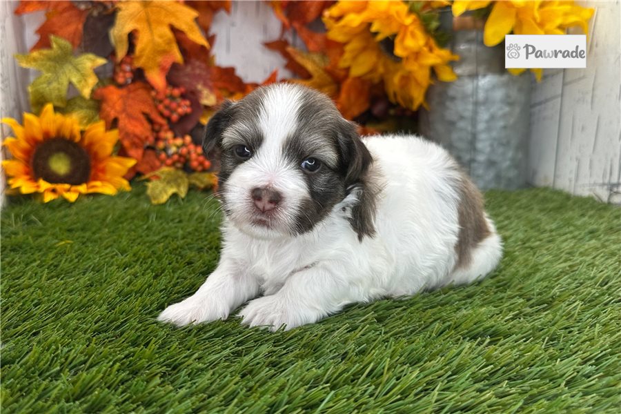 Brooke, female Havanese puppy for sale
