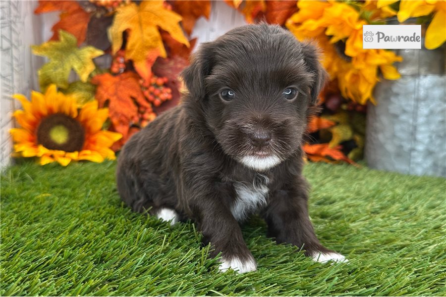 Wally, male Havanese puppy for sale