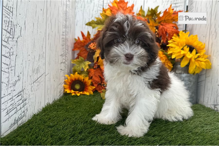 Rissa - Havanese for sale