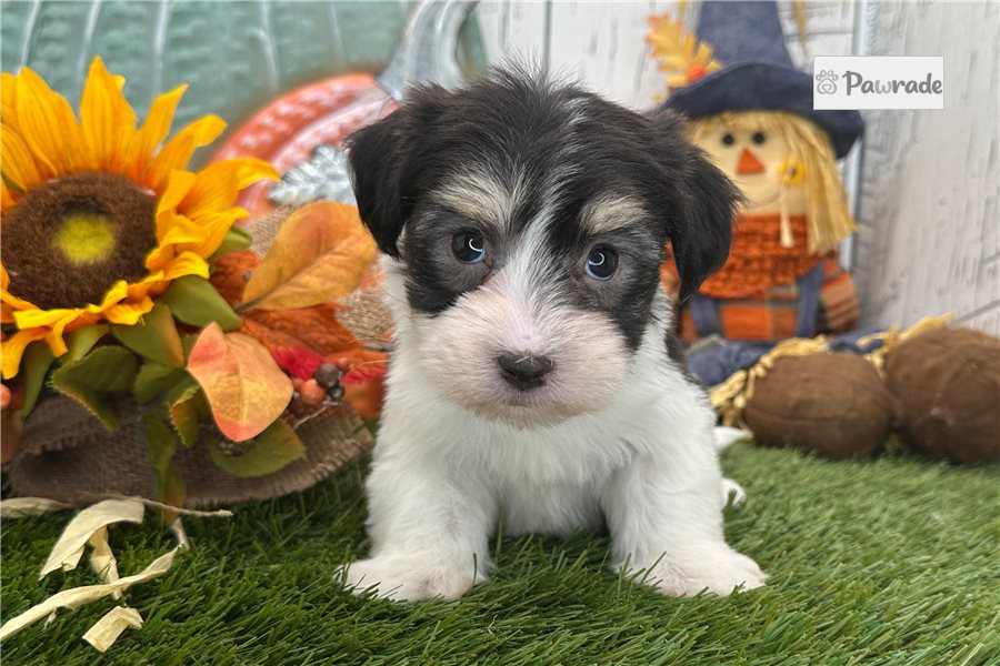 Makai - Havanese for sale