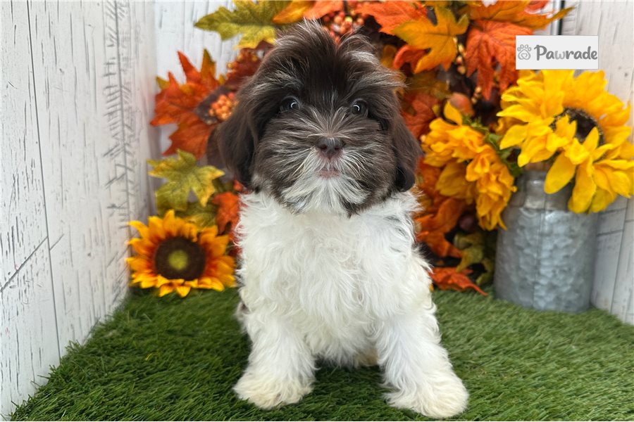 Ramona - Havanese for sale