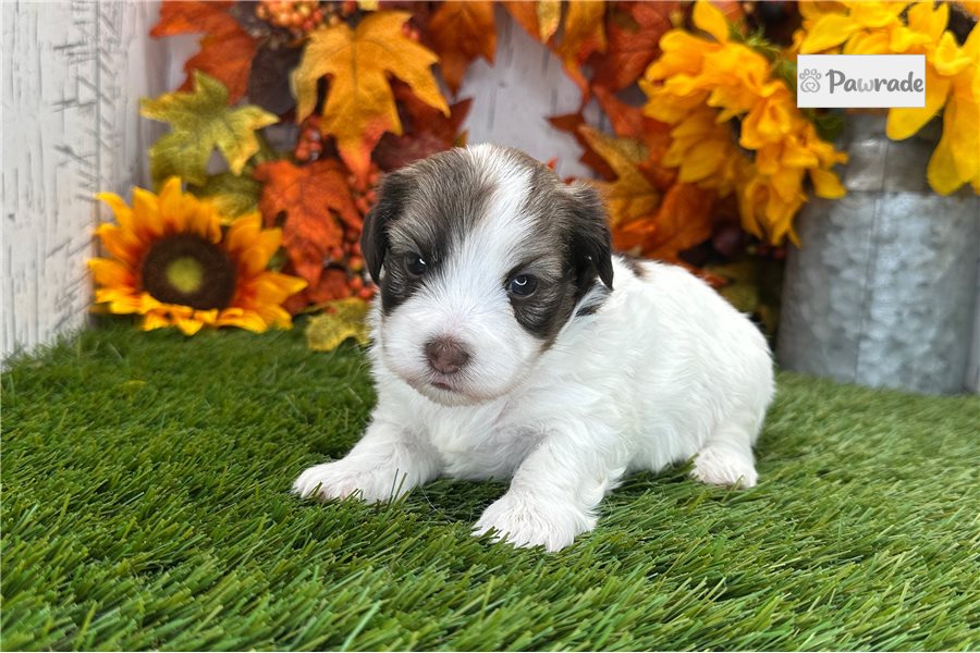 Buddy - Havanese for sale