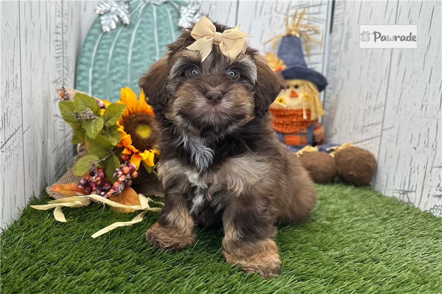 Zahara, female Havapoo puppy for sale
