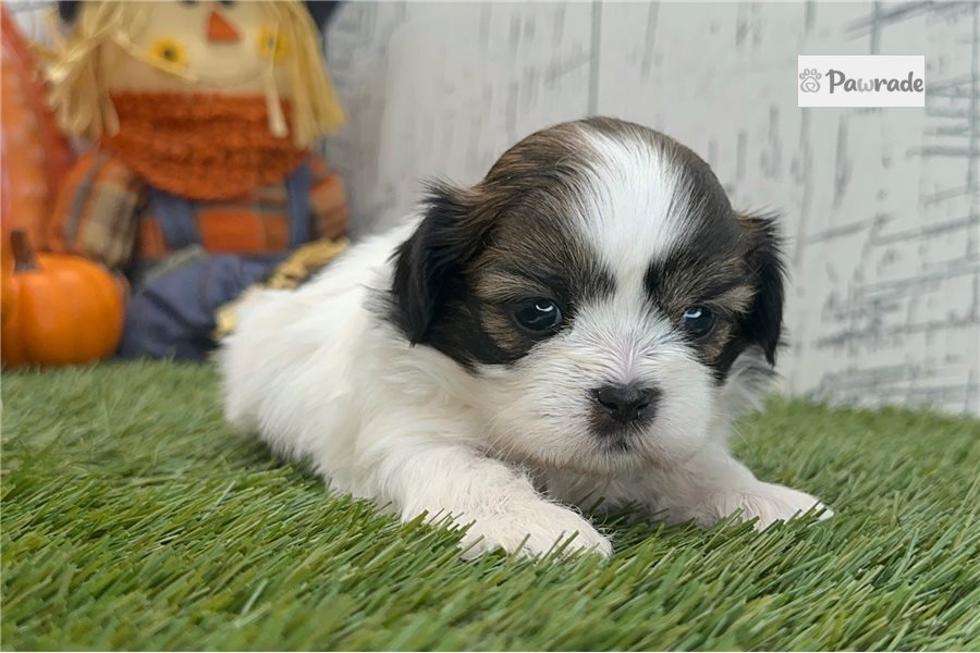Sullivan - Shih Tzu for sale