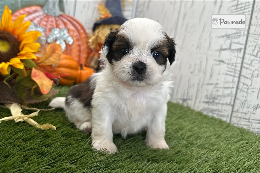 Sean - Shih Tzu for sale
