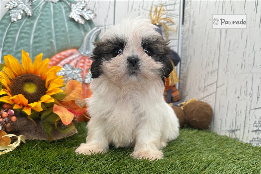Tyler, male Shih Tzu puppy for sale