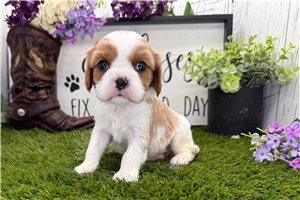 Indie - puppy for sale