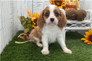 Pegasus - Cavalier King Charles Spaniel for sale