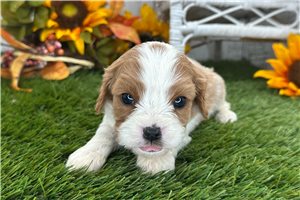 Cindy - puppy for sale