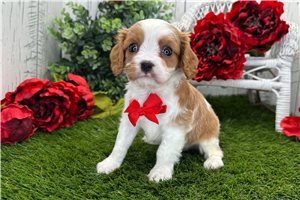 Levi - Cavalier King Charles Spaniel for sale
