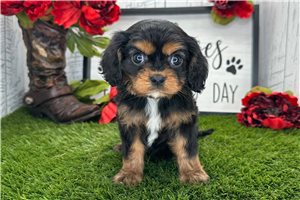 Archer - puppy for sale