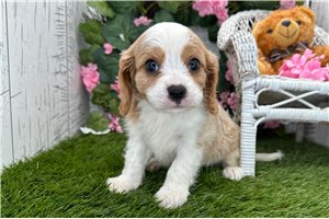 Nico - Cavalier King Charles Spaniel for sale