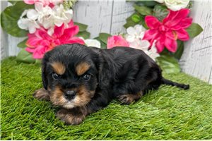 Pokie - puppy for sale