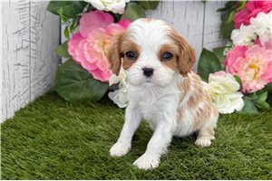 Iliana - Cavalier King Charles Spaniel for sale