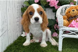 Oxen - Cavalier King Charles Spaniel for sale
