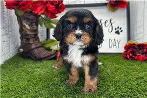 Alea - Cavalier King Charles Spaniel for sale