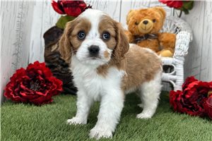 Ophelia - Cavalier King Charles Spaniel for sale