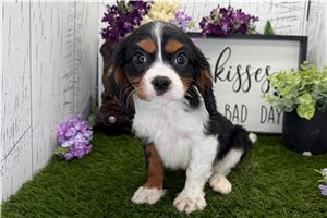 Sage - Cavalier King Charles Spaniel for sale