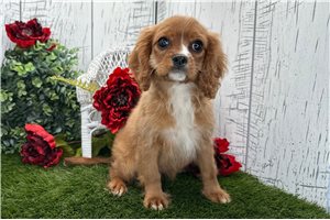Autumn - Cavalier King Charles Spaniel for sale