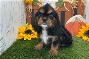 Pluto - Cavalier King Charles Spaniel for sale