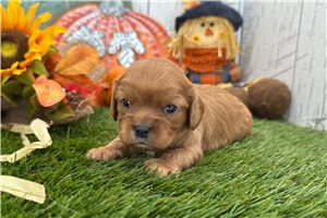 Tanner - Cavalier King Charles Spaniel for sale