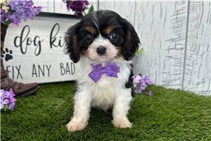 Adam - Cavalier King Charles Spaniel for sale