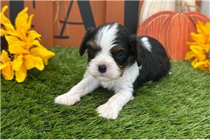 Quincy - Cavalier King Charles Spaniel for sale