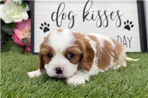 Orion - puppy for sale