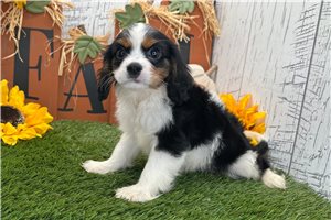 Pugsley - Cavalier King Charles Spaniel for sale