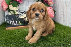 Haven - Cavalier King Charles Spaniel for sale
