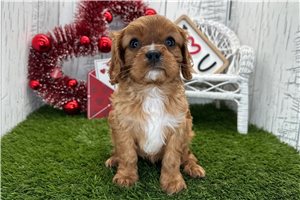 Atlas - puppy for sale