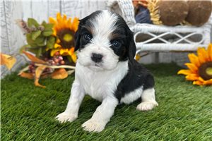 Celeste - Cavalier King Charles Spaniel for sale